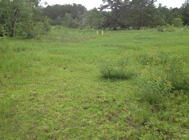 The same pasture covered in grass after treatment