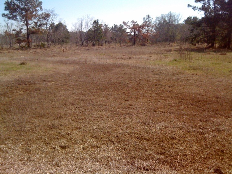 Bare, salt-damaged pasture before treatment