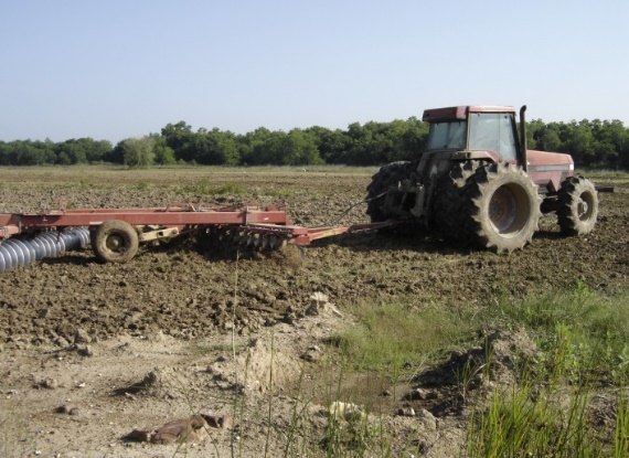 Tractor discing a salt-damaged field